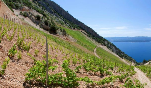 bol-vinograd