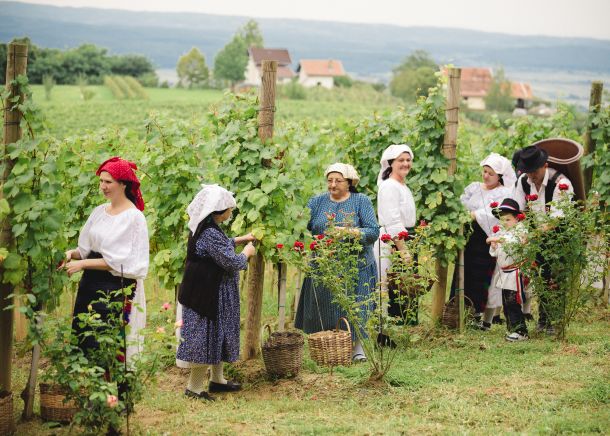 cesta-ruza-vina-1
