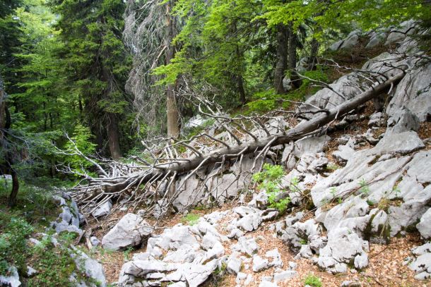 velebit-highlander-4