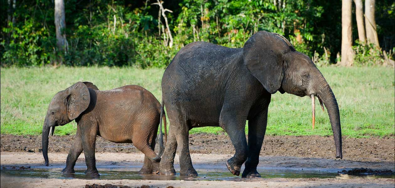 Kongo zemlja vulkana i opasne afričke divljine