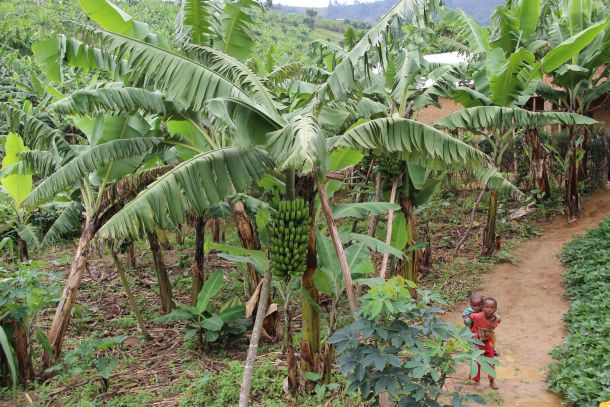 Banane ruanda