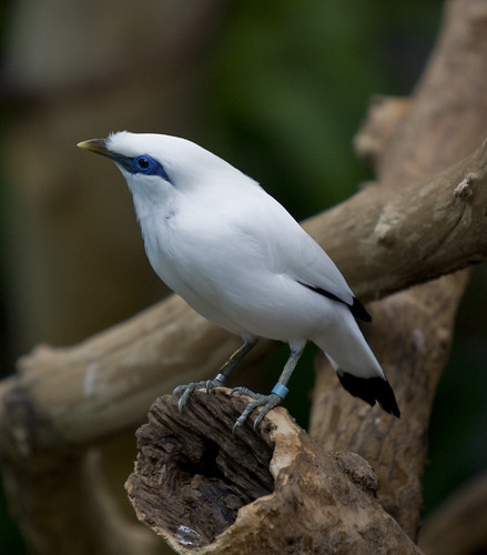 Leucopsar rothschildi
