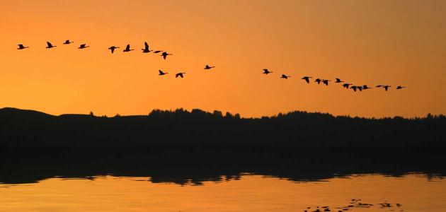 Svjetski dan ptica selica