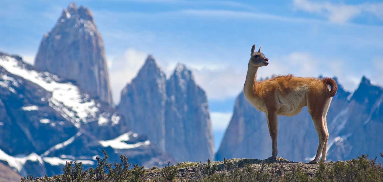 Svjetski safari – otkrij koja je tvoja omiljena životinja i reći ćemo vam kamo trebate otputovati