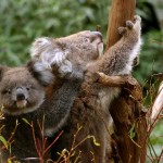 koale_australija