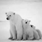polarni_medvjedi