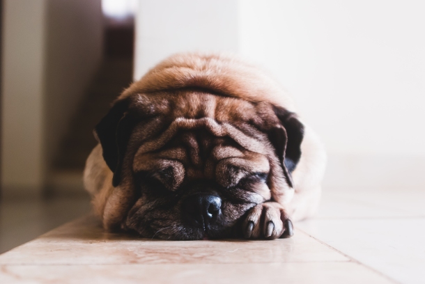 pas mops