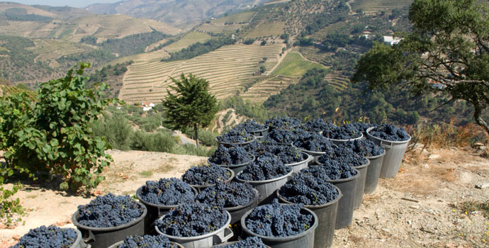 vineyard-portugal