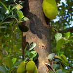 jack-fruit jack-fruit
