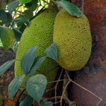 jackfruit jackfruit