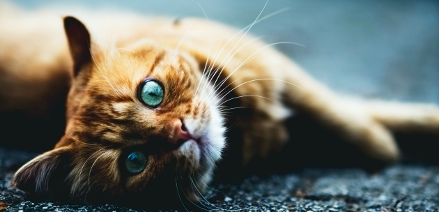 macka kao kucni ljubimac