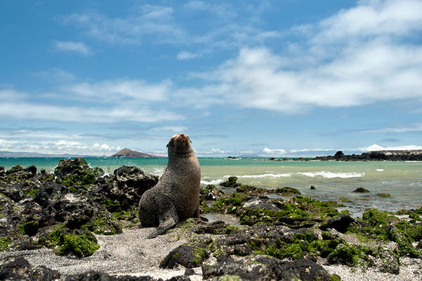 Plaza Sur jedan od najmanjih a najzanimljivijih otoka svijeta