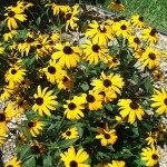 rudbeckia-coneflower_l
