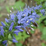 speedwell-veronica-teucrium_l