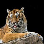 tigar tigar
