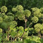 stock-footage-garden-angelica-angelica-archangelica