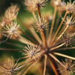 zimska angelica