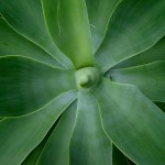 agave (1)