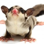 Sugar glider Sugar glider