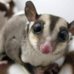 Sugar glider1 Sugar glider1