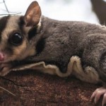 Sugar glider4 Sugar glider4