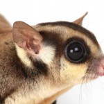 Sugar glider5 Sugar glider5