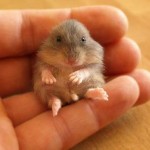 hamster_4