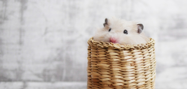 hrcak kucni ljubimac