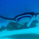 manta-ray manta-ray