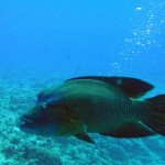 napoleon-wrasse napoleon-wrasse