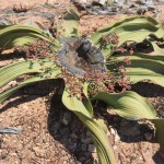 Nacionalni park Namib-Naukluft_ 1