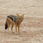 Nacionalni park Namib-Naukluft_ 11