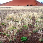 Nacionalni park Namib-Naukluft_ 13