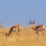 Nacionalni park Namib-Naukluft_ 4