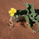 Nacionalni park Namib-Naukluft_12