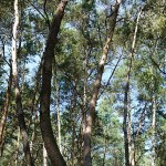 Nakrivljena suma
