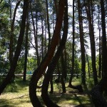 Nakrivljena suma