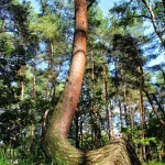 Nakrivljena suma