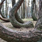 Nakrivljena suma