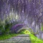 Tunel Wisteria_