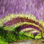 Tunel Wisteria_1