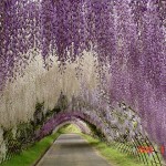Tunel Wisteria_3