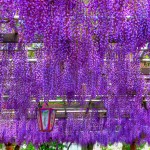 Tunel Wisteria_5