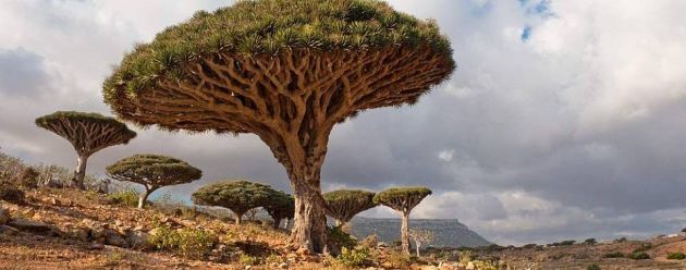 Sokotra skriveno bogatstvo na tajnom otoku