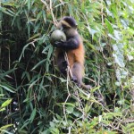 ruanda-19-majmun ruanda-19-majmun