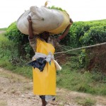 beracica-zelenog-caja