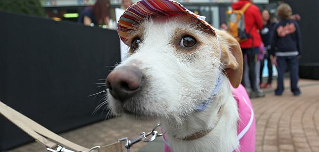 Dog friendly centar