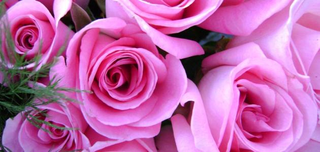 ruze-svete-elizabete