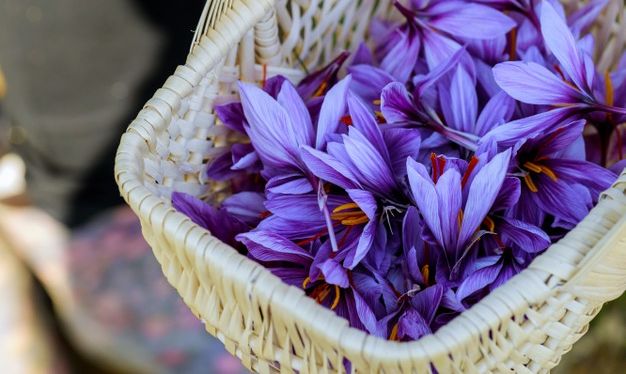 cvijet mrazovac Colchicum autumnale