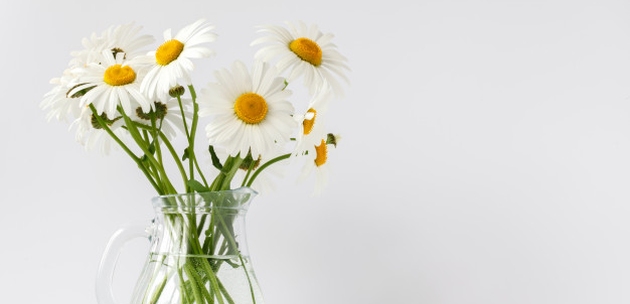 kamilica cvijet kamilice